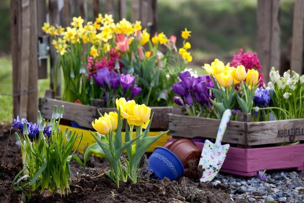spring-flowers-yard-landscaping-ideas-10