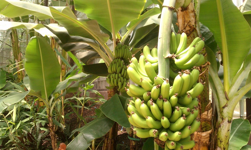 bananabanana plant