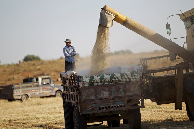 A Syrian man stands on a truck, which is being filled with wheat, in a field in Maarshamsha, Idlib countryside May 31, 2015. Picture taken May 31, 2015. REUTERS/Khalil Ashawi