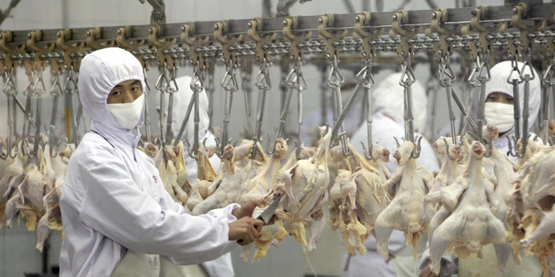 Chinese workers busy process chicken meat at the Beijing largest chicken meat production line at the Huadu Foodstuffs Company in Beijing, 12 November 2007. Beijing will shut down all unlicensed restaurants and food producers by year-end in a bid to prevent cases of food poisoning during next year's Olympics, state media said 02 September as China has been hit by now-regular reports of dangerous food and other Chinese-made products being seized or recalled overseas, and has launched a number of initiatives to try to clean up its sprawling food industry. AFP PHOTO/TEH ENG KOON (Photo credit should read TEH ENG KOON/AFP/Getty Images)