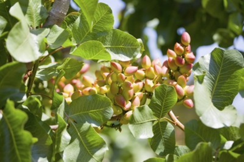 pistaciePistachio-Nut-Tree1-400x266