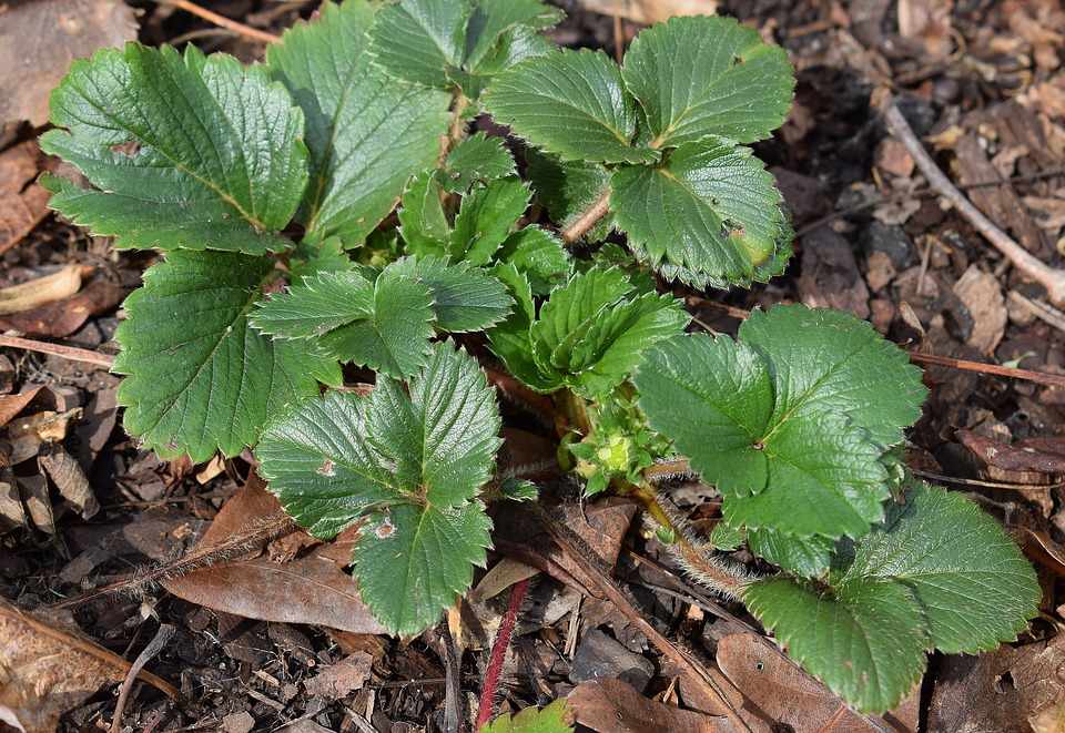 strawberry-plant-with-buds-2122546_960_720