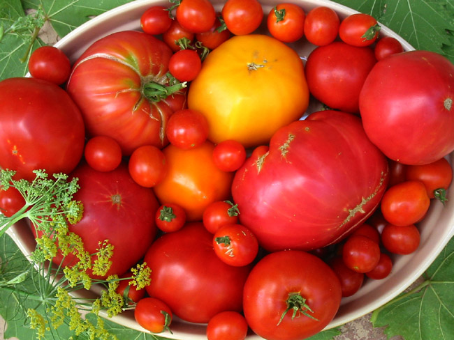 propagate-tomatoes-apieceofrainbowblog-2