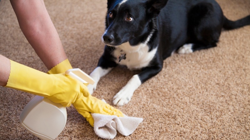 zeolitcleaning-pet-stain-carpet
